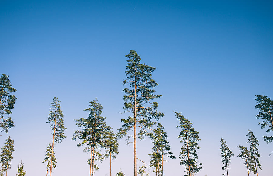 Träd i Emmaboda